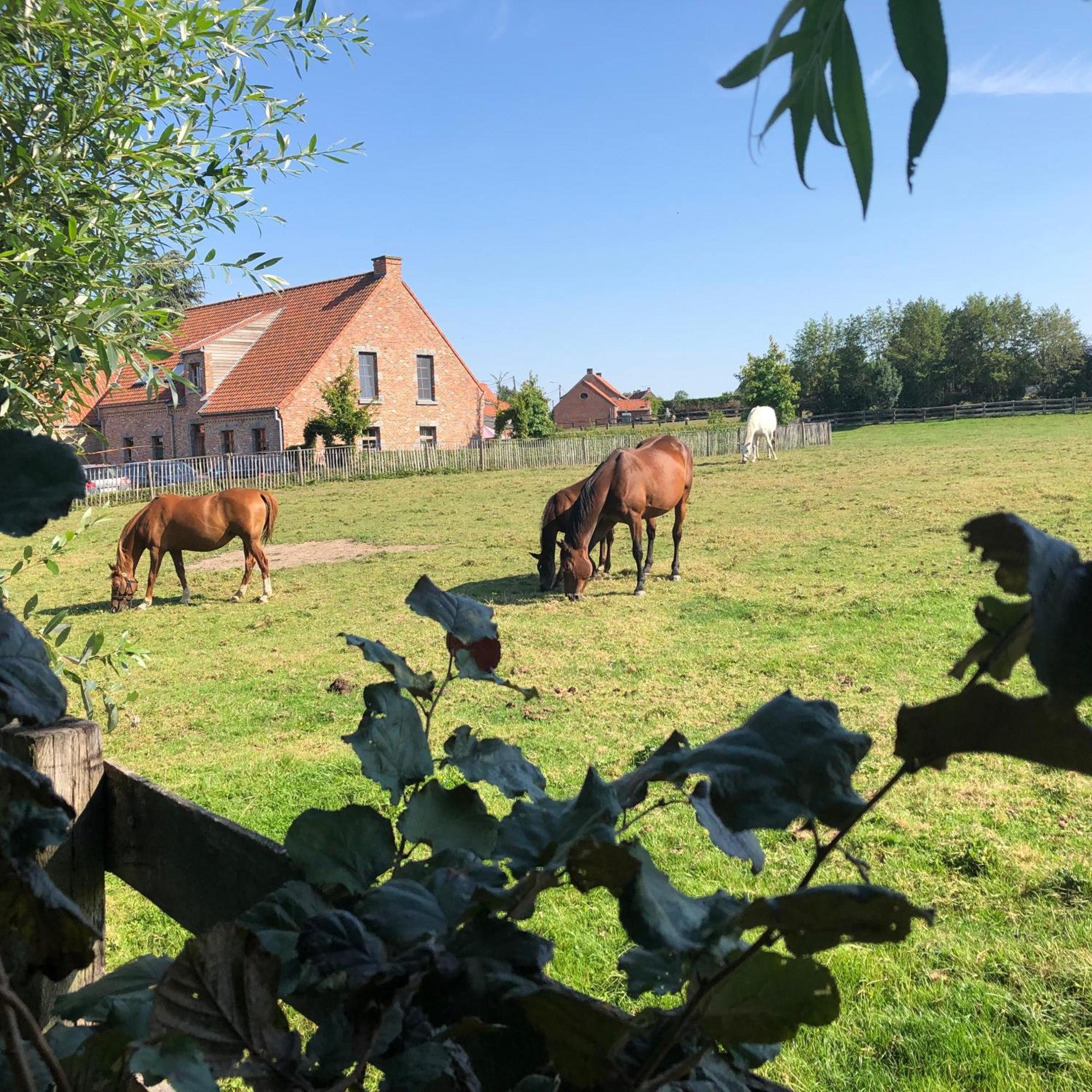 Au Coeur Des Collines, Gloriette Ellezelles Exterior foto